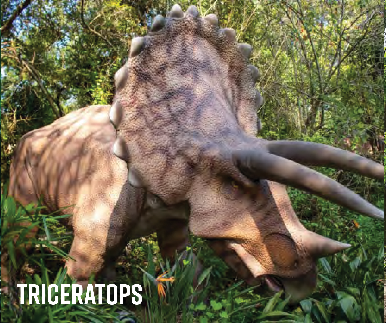 Triceratops