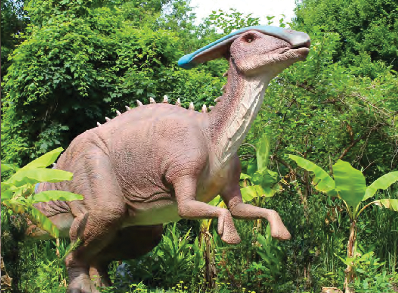 parasaurolophus