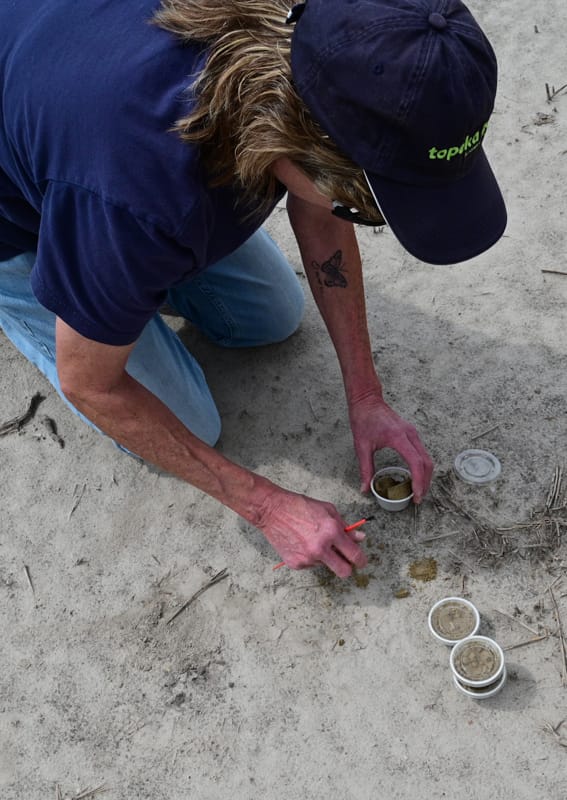 Salt Creek Tiger Beetle (4)