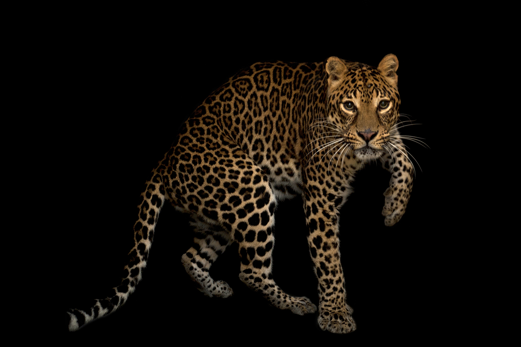 An African leopard, Panthera pardus pardus, at the Houston Zoo, Texas, 2011.