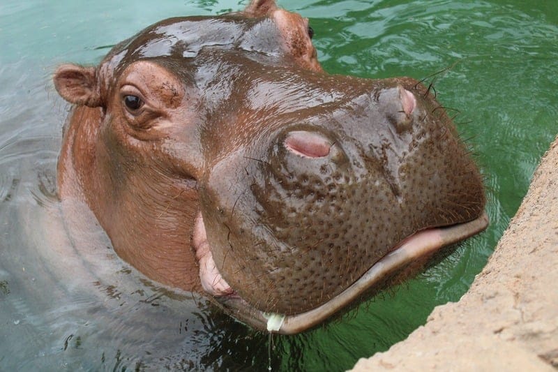 hippo in water