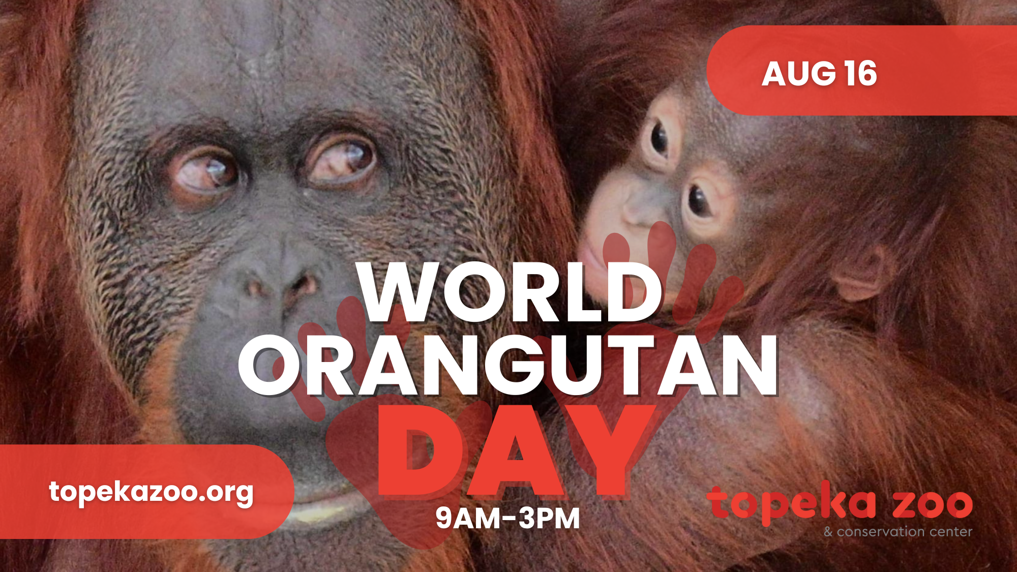 World oragutan day tv slide World oragutan day tv slide