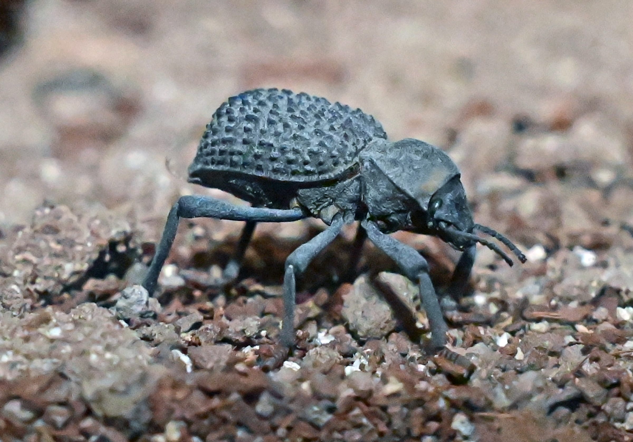 Blue Death Feigning Beetle