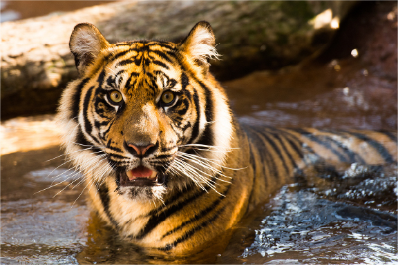 Topeka Zoo