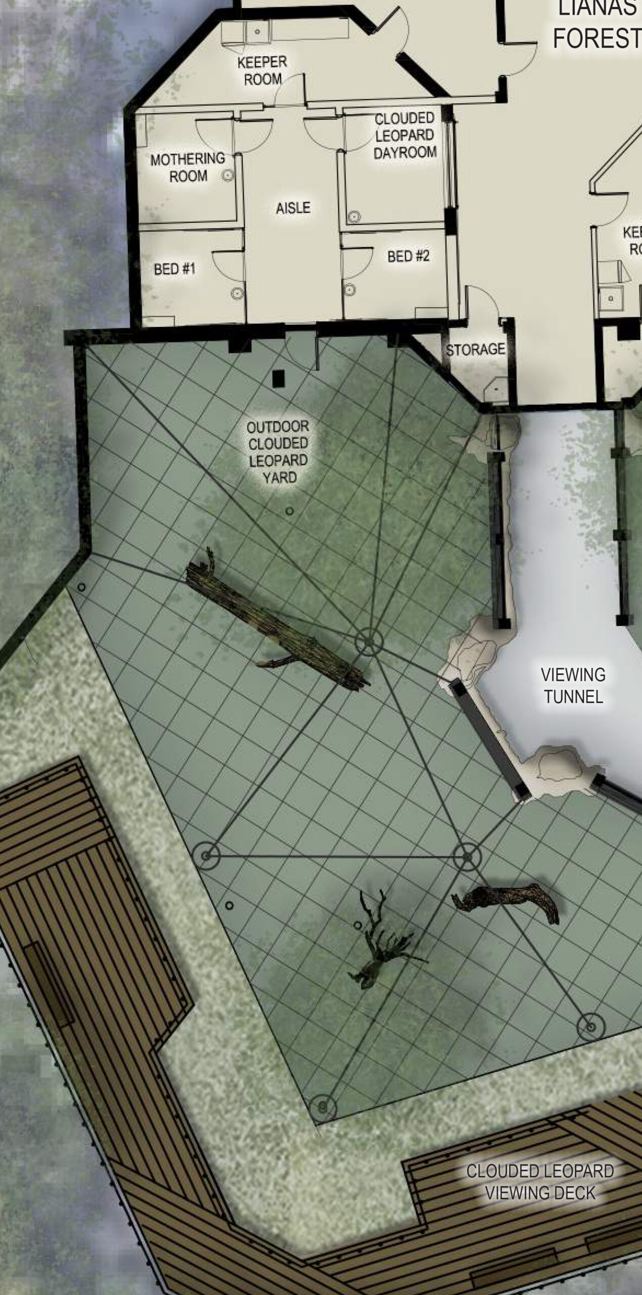 color discovery clouded leaopard