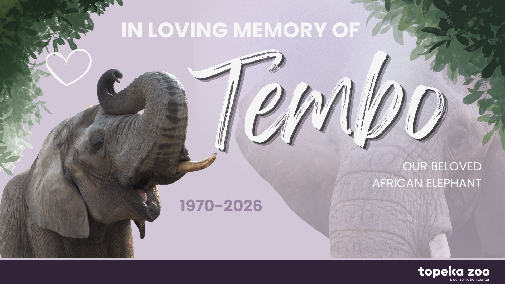 Tembo
