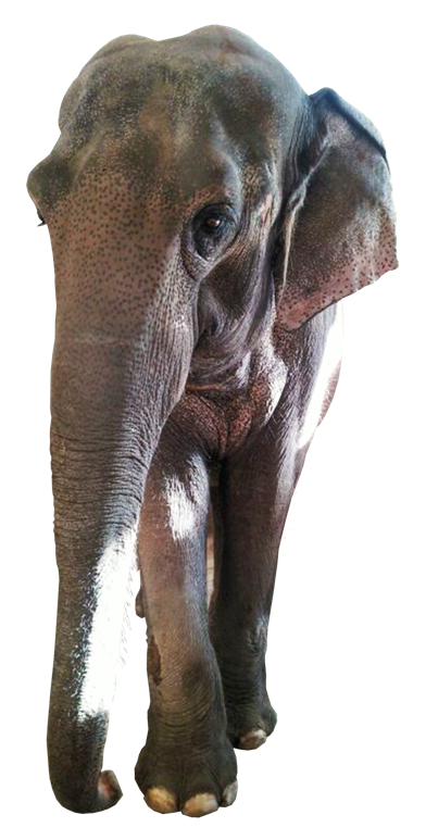 Asian elephant Sunda, who passed in 2018 (1960-2018)