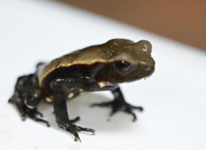 A smooth-sided toad sits alert, looking like it has serious opinions despite being only a few inches long.