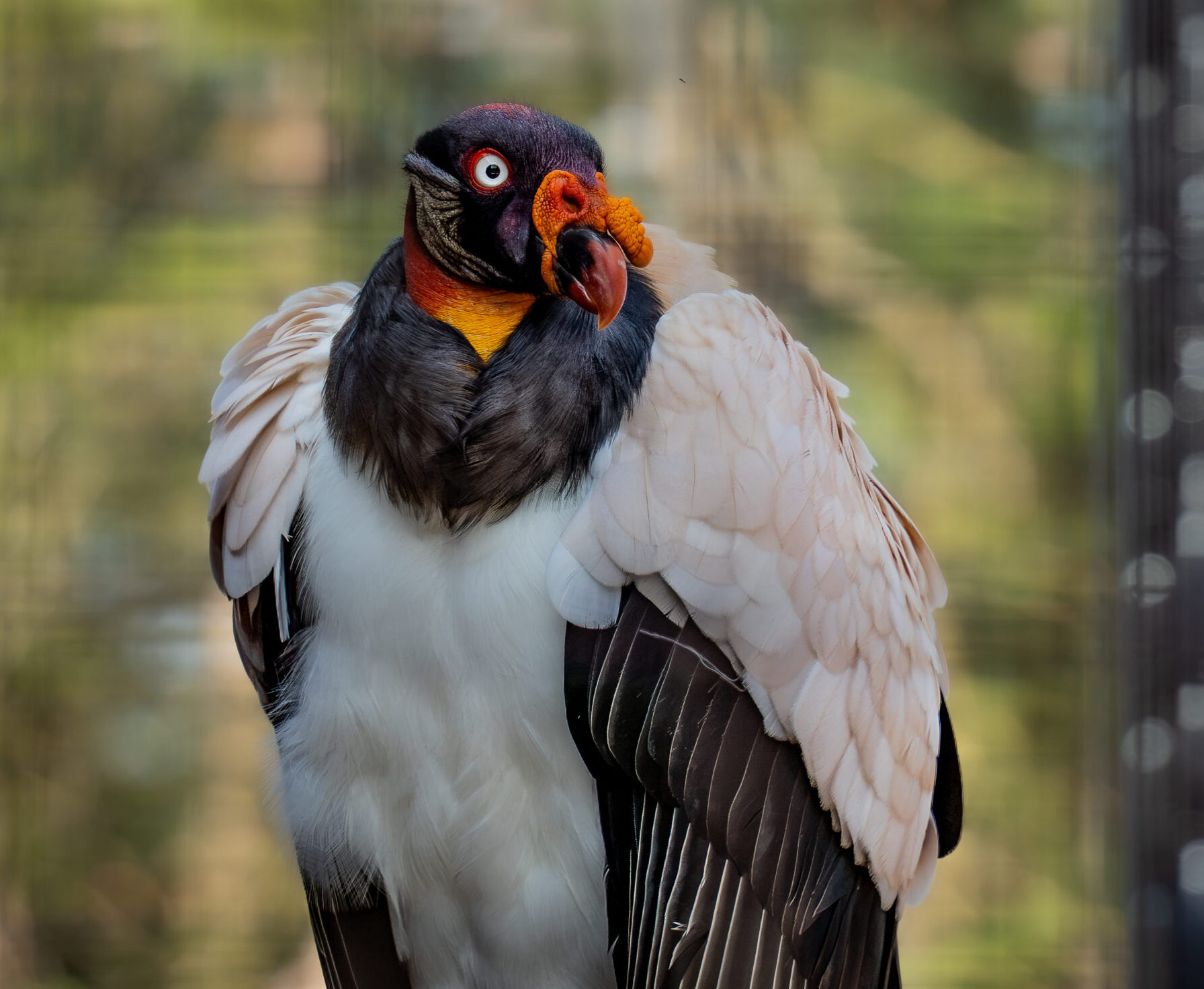 Picasso made zoo history as Topeka Zoo’s first king vulture, welcoming guests to the new Tiger Trails & Den Academy in 2026.