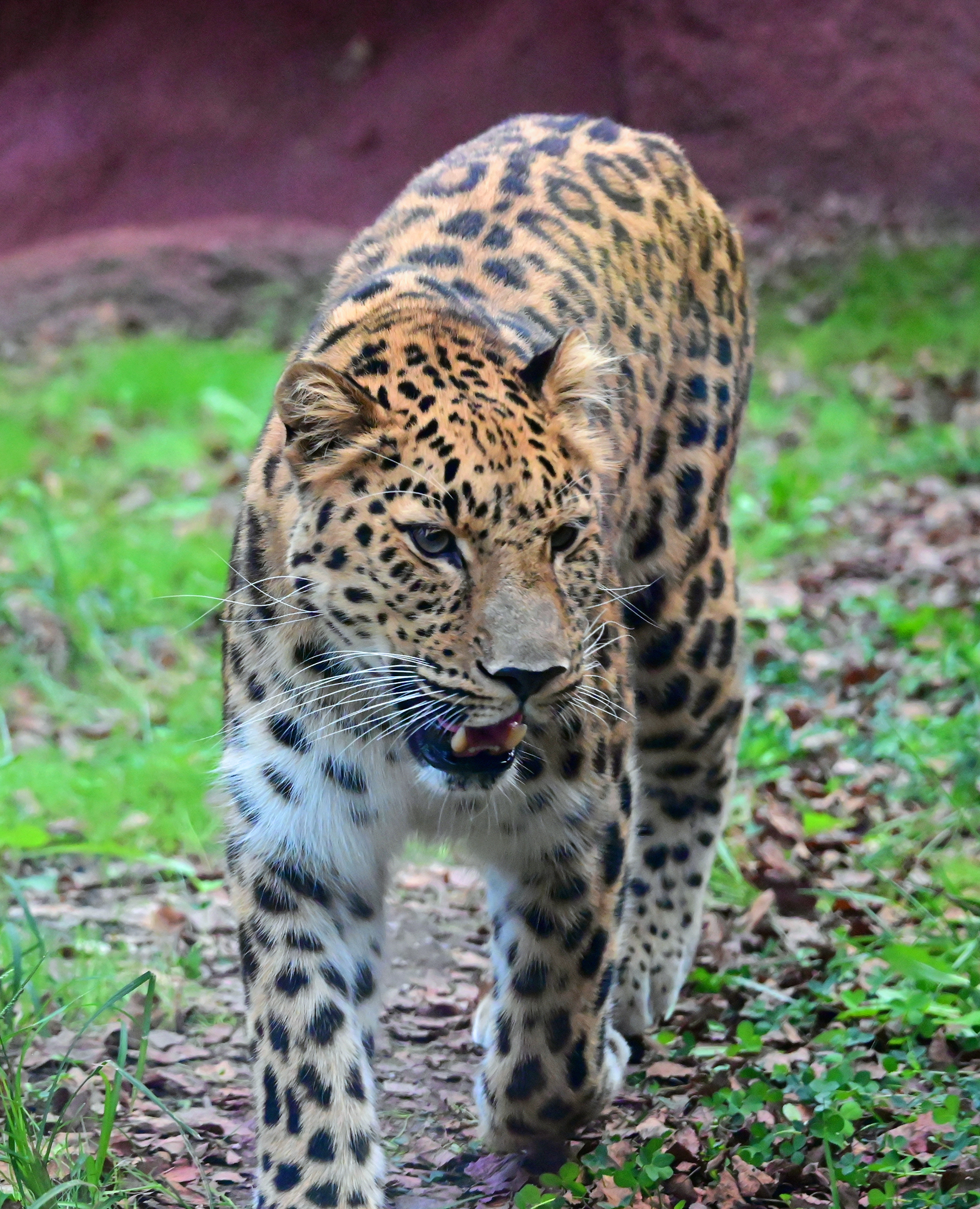 leopard 3