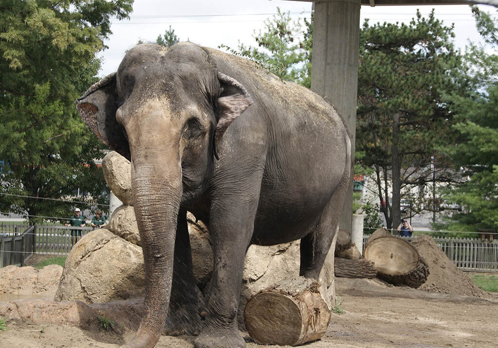 Asian Elephant