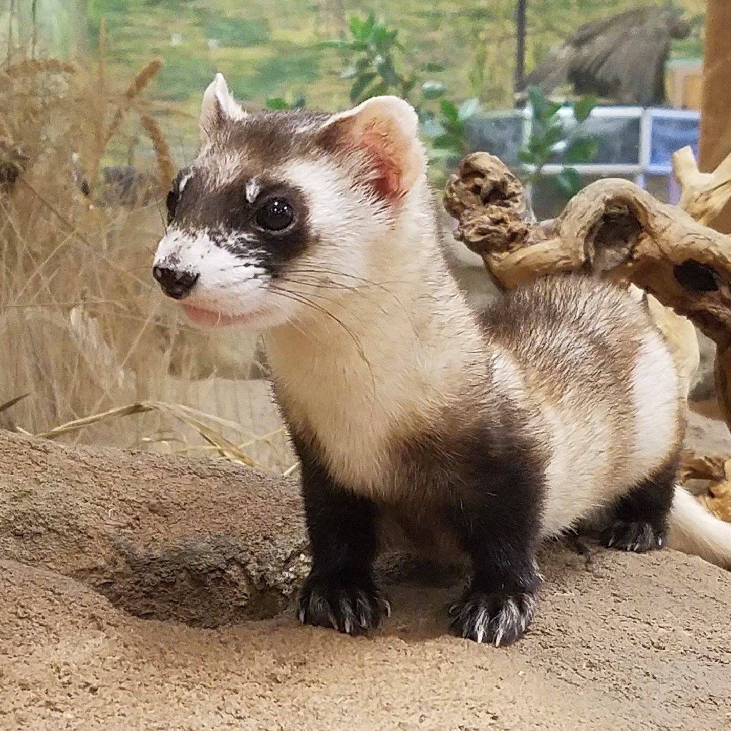 black footed ferret at Topeka Zoo