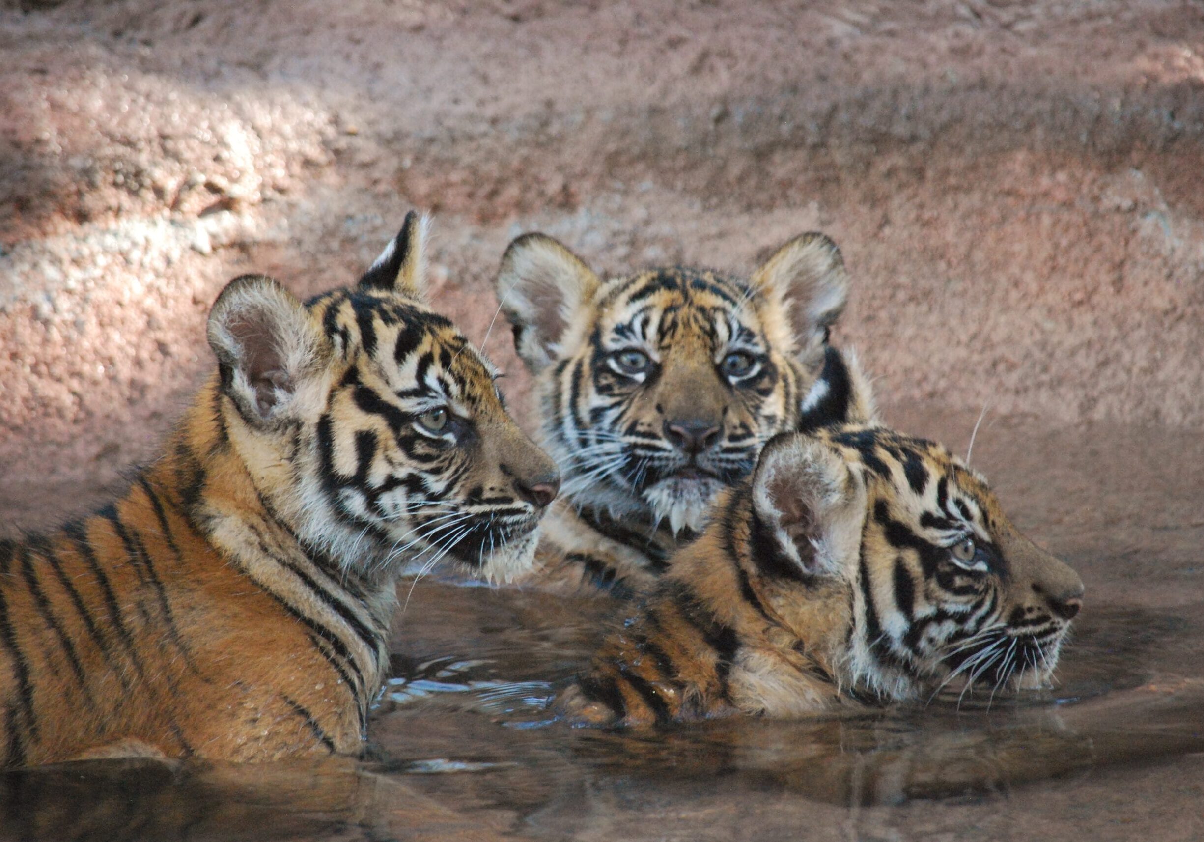 tiger cubs
