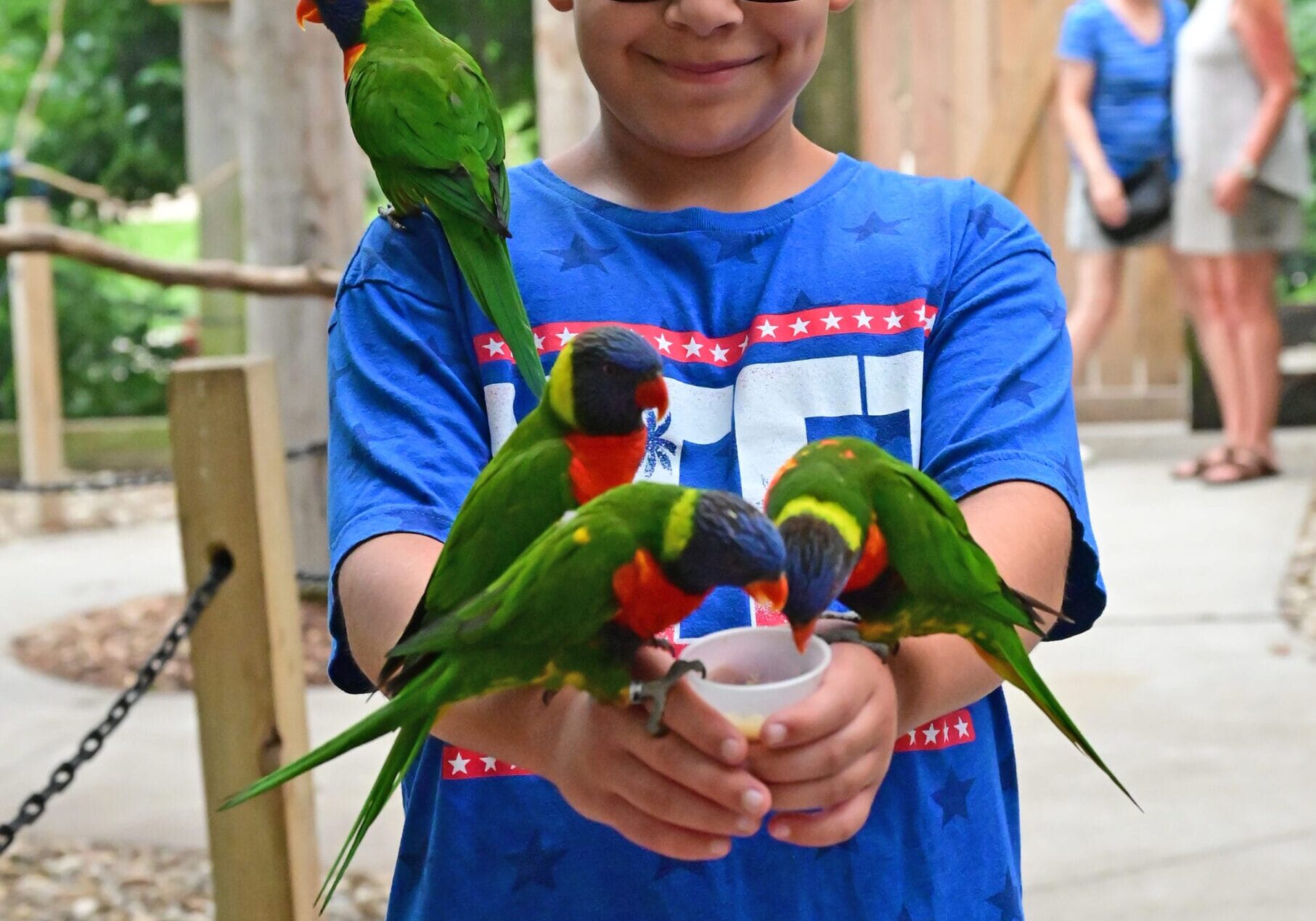 boy feeding lorikeet