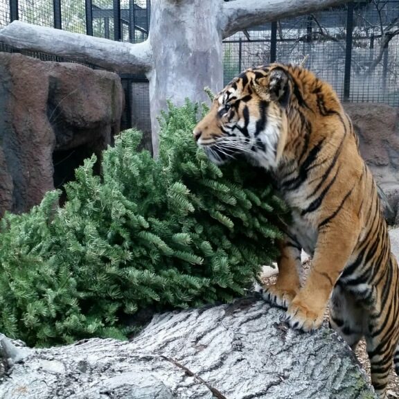 Tiger with Pine Tree