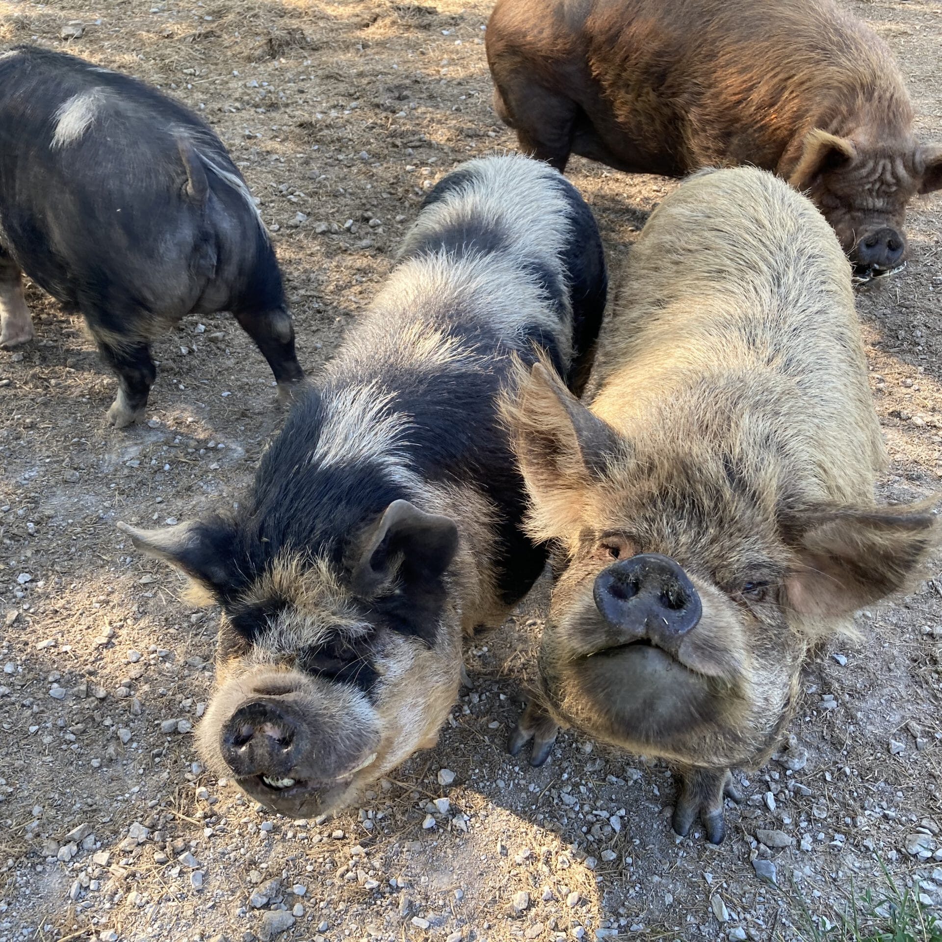 IMG_9386 pig my farm