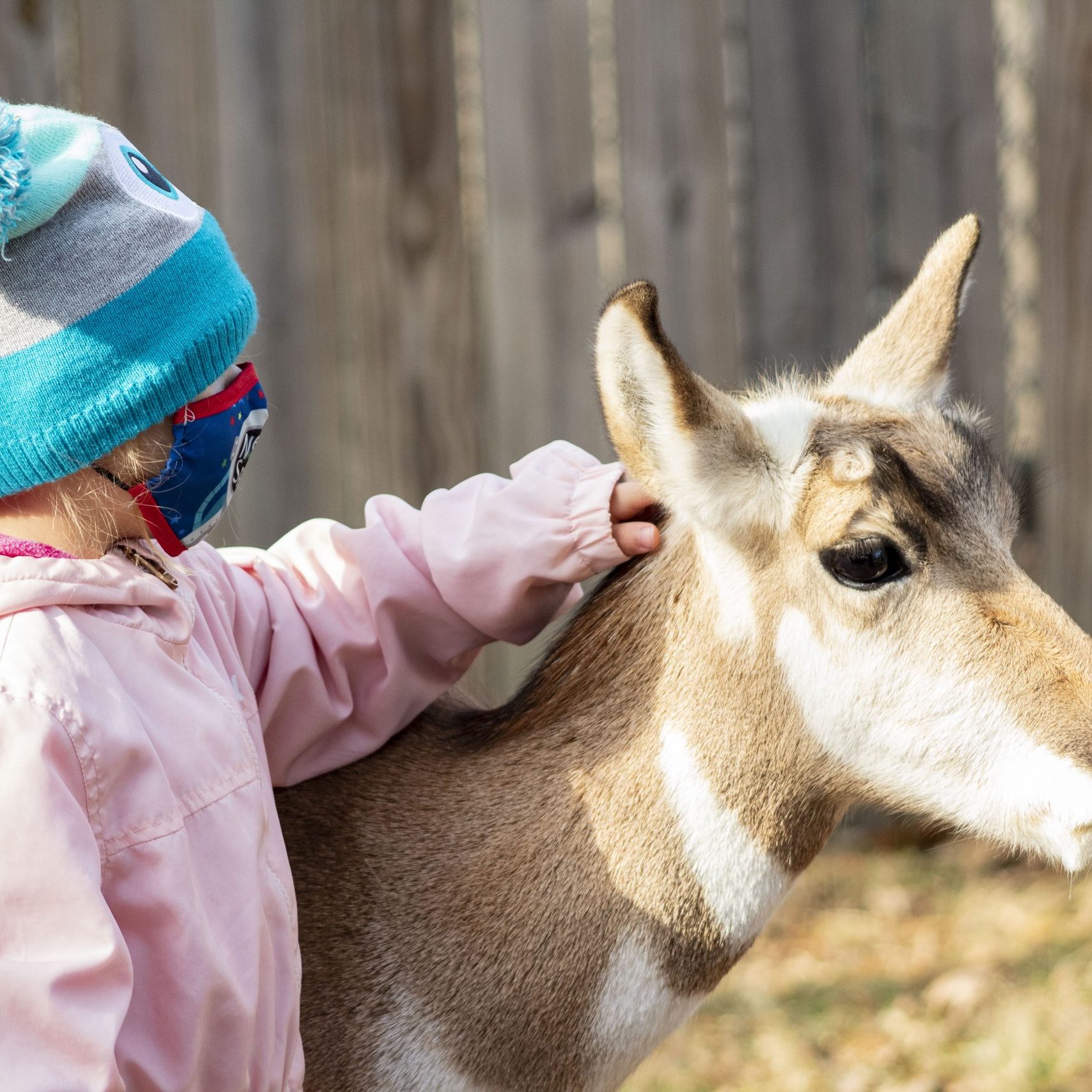 Kid Petting Pronghorn