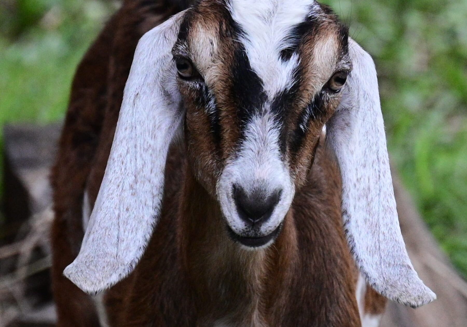 Nubian Goat