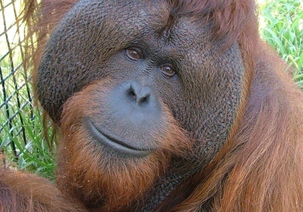 Orangutan smile