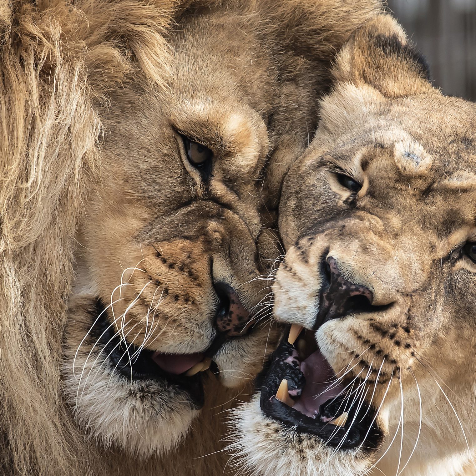 PHOTO #3 LION LOVE CATEGORY ANIMAL GROUP