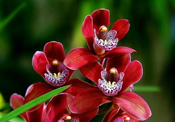 discovery forest plant flower