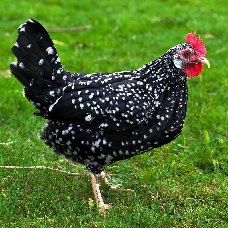 hen