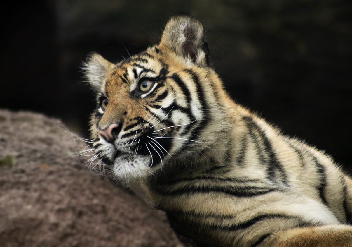 Tiger-Raja-MeganBurns-2019_web