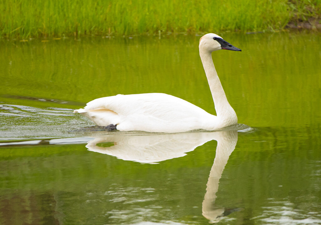 Trumpeter Swan