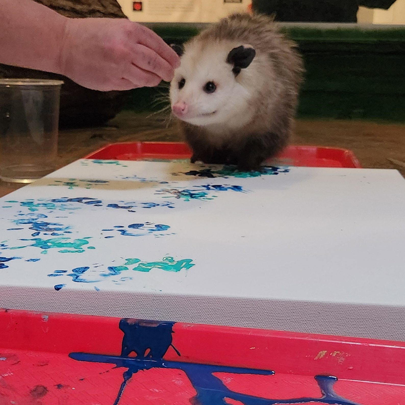 Violet opossum Painting 1