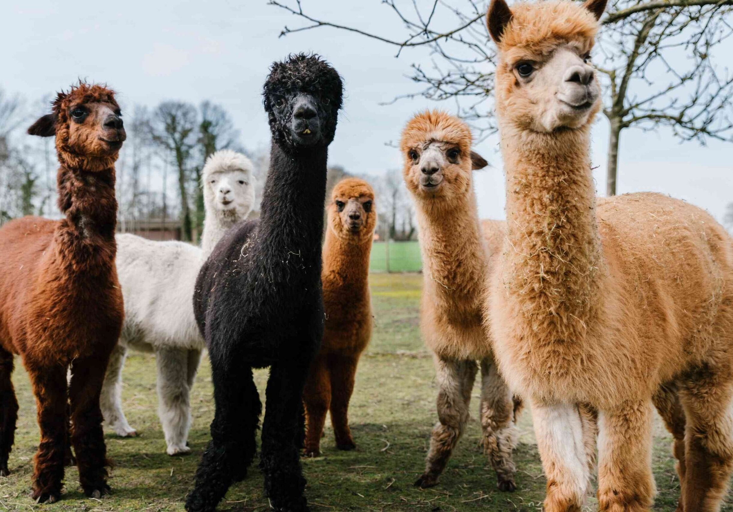 alpacas-standing-in-a-field-999571882-fa44ed83d4e64cfa81b1add2aa992d65