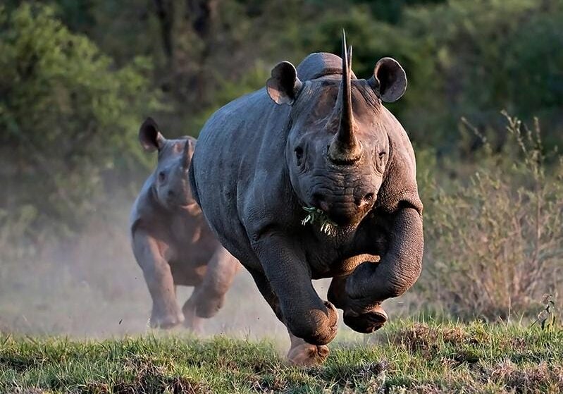 black rhino run