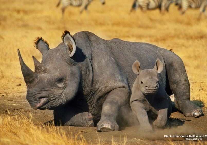 black rhino with baby
