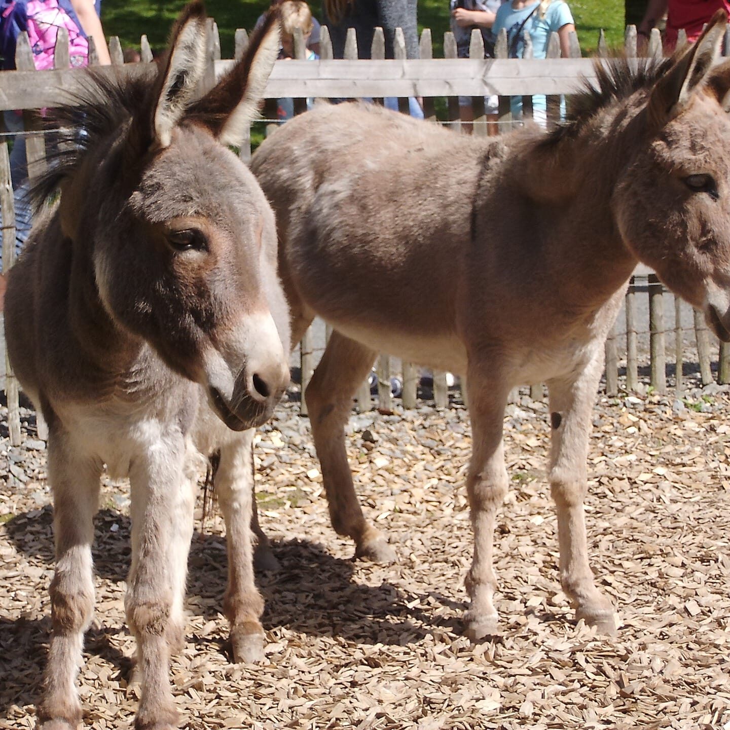 donkey-878641_1920