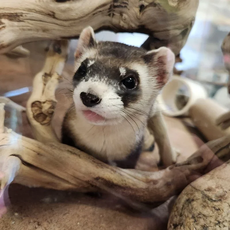 ferret ferret