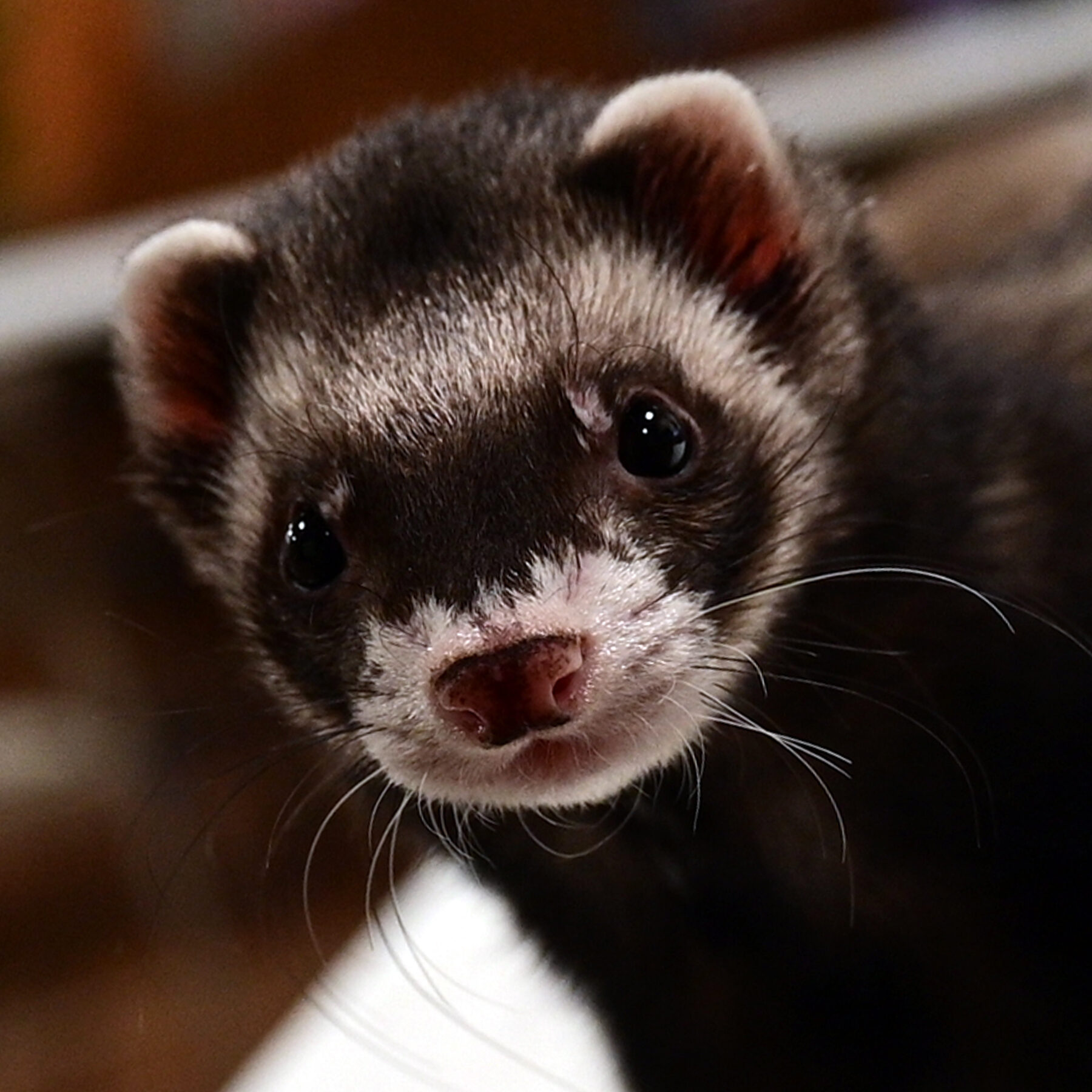 ferret, domestic, Maverick ferret, domestic, Maverick