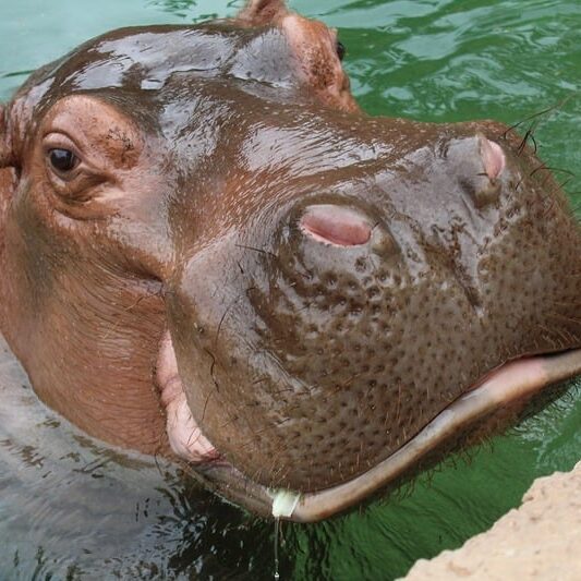 hippo in water hippo in water