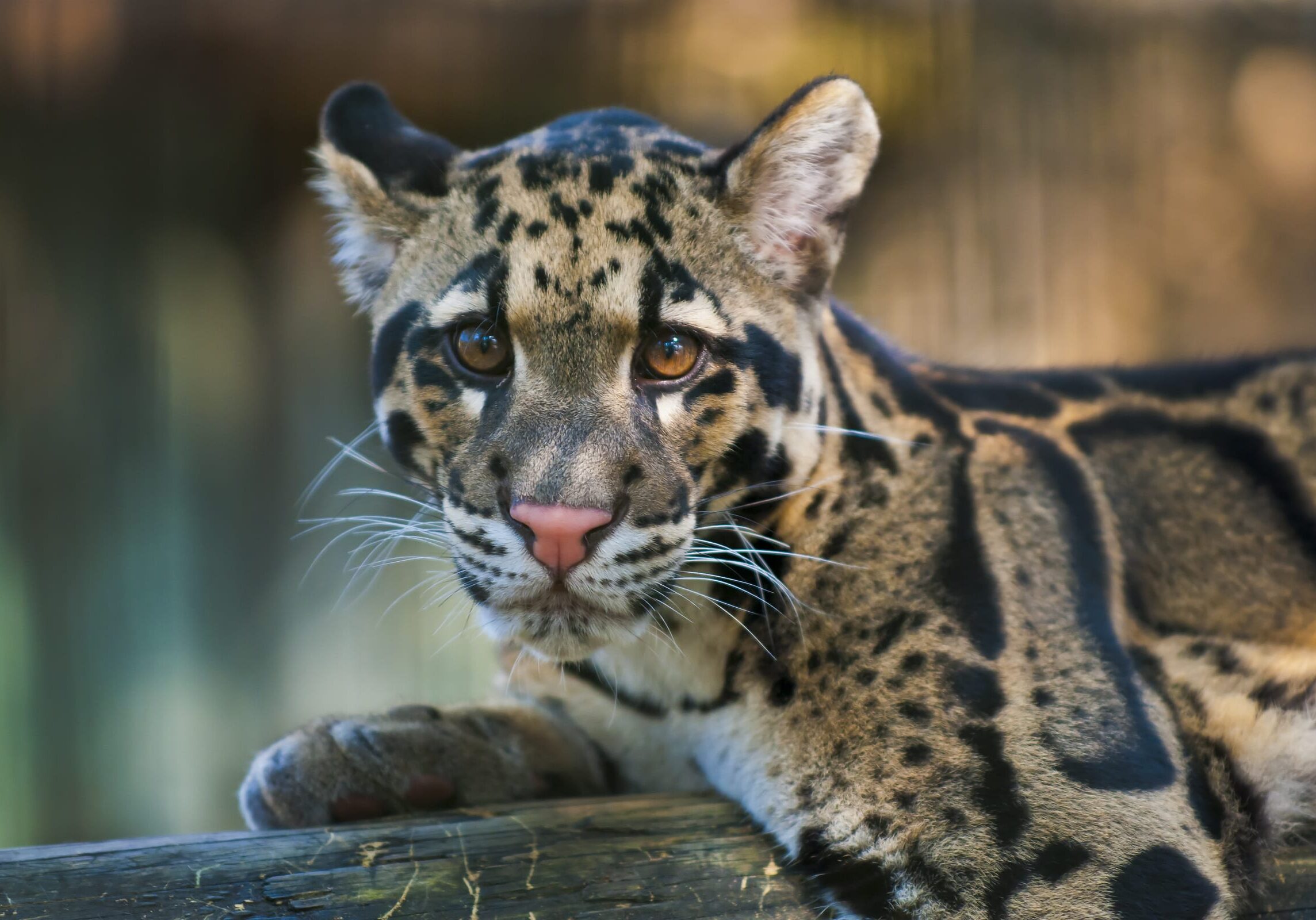 Young Clouded Leopard - Neofelis Nebulosa