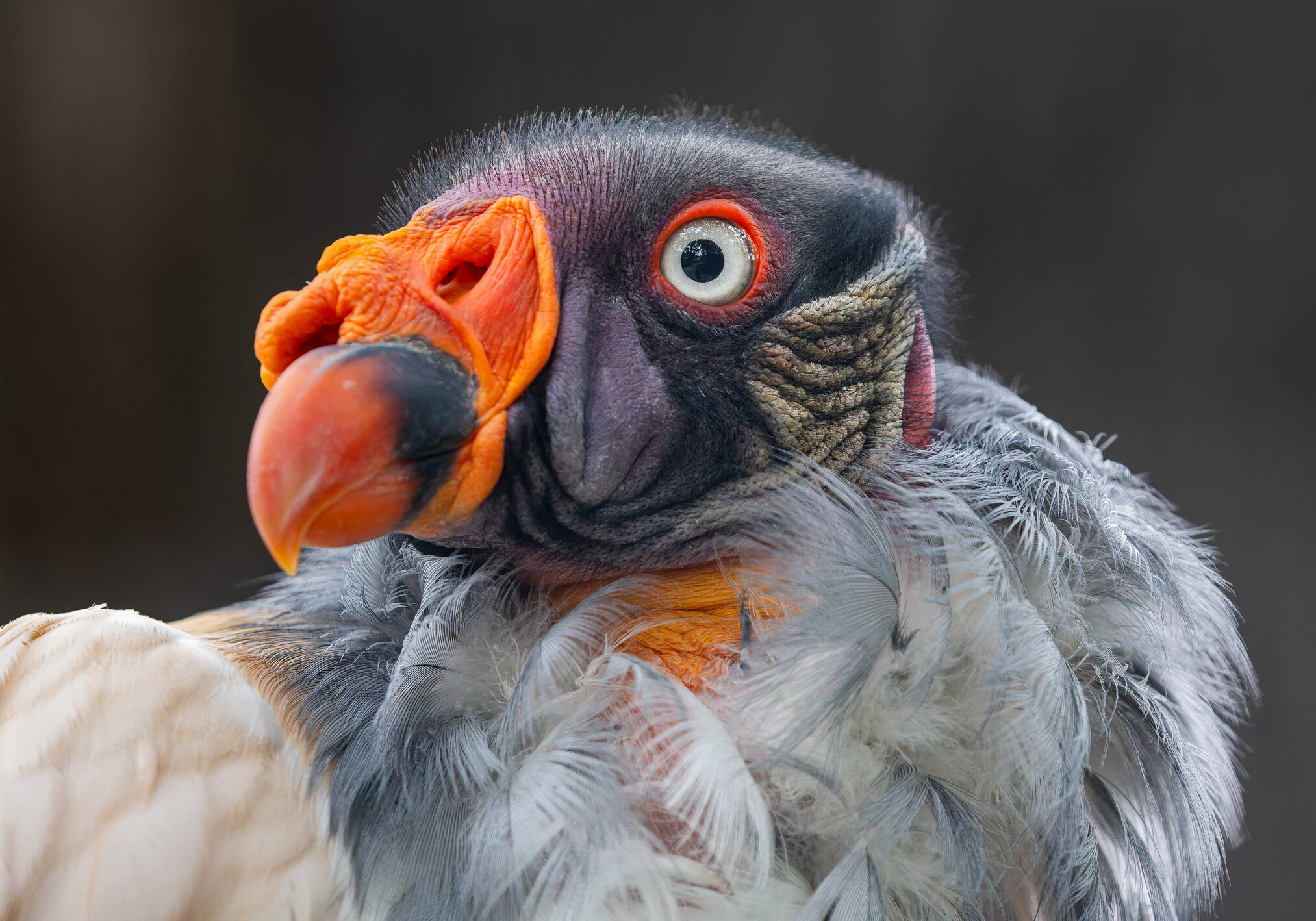 Frontal Close-up view of a King vulture (Sarcoramphus papa)