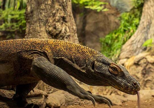 komodo dragon