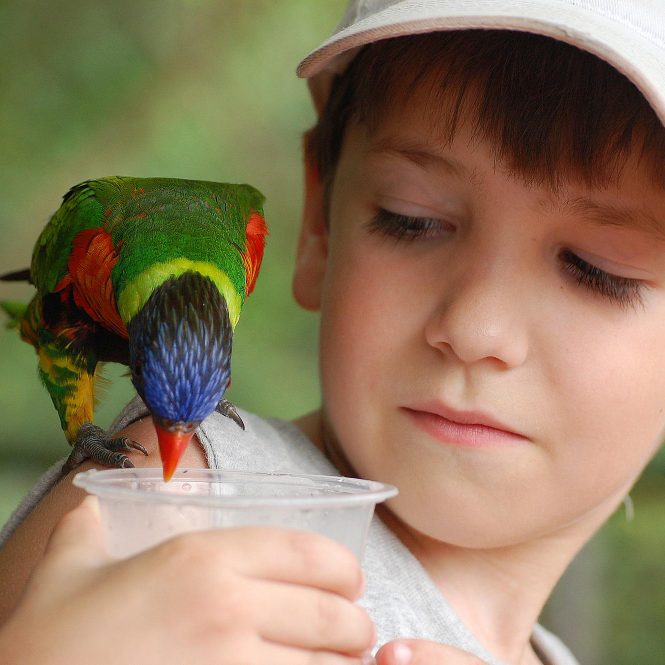 lorakeet feeding teen boy camp