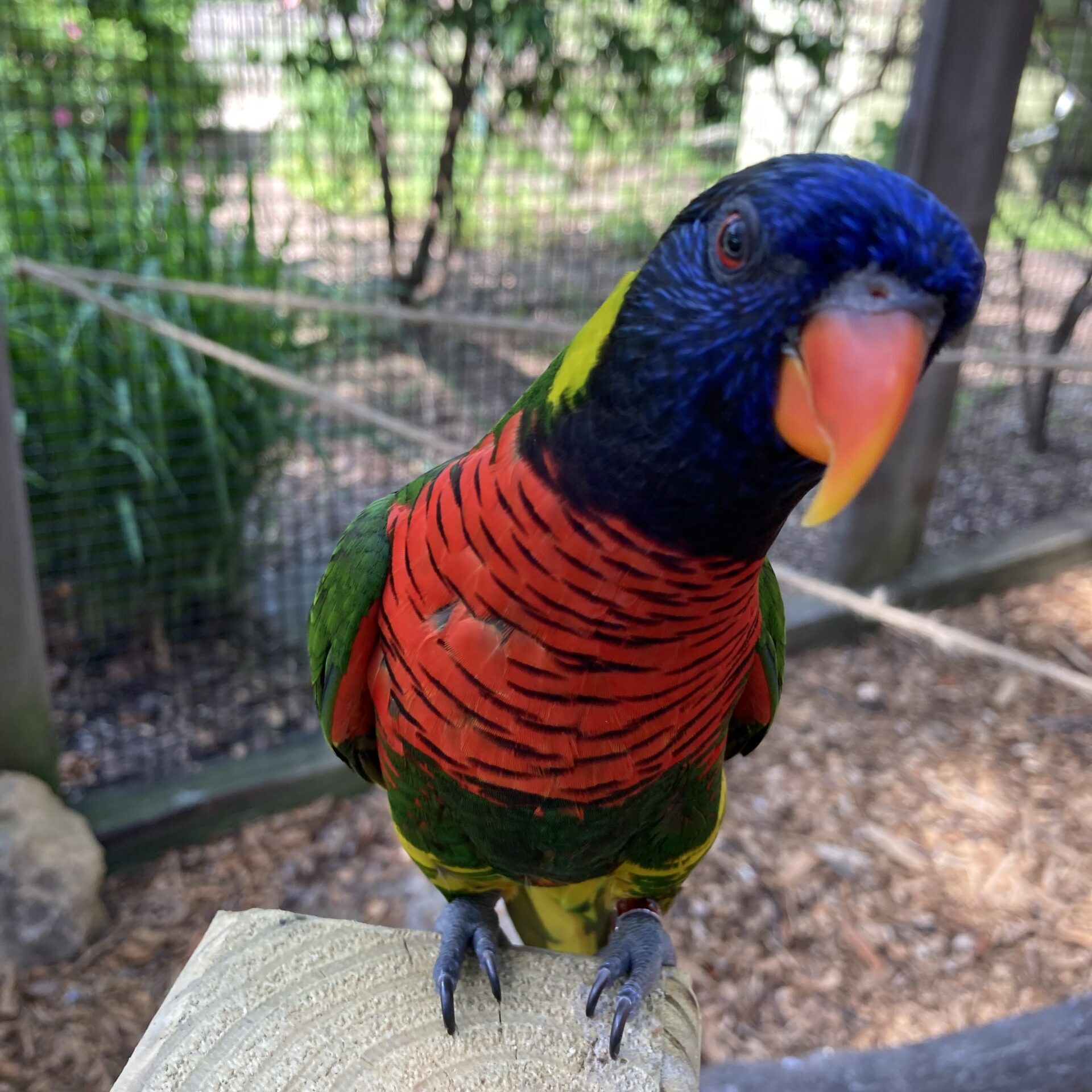 lorakeet lorakeet