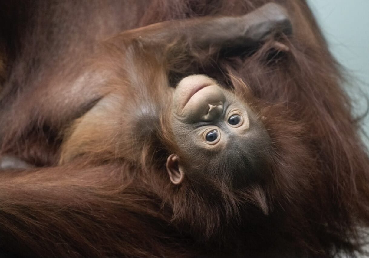orangutan , borean baby (1)