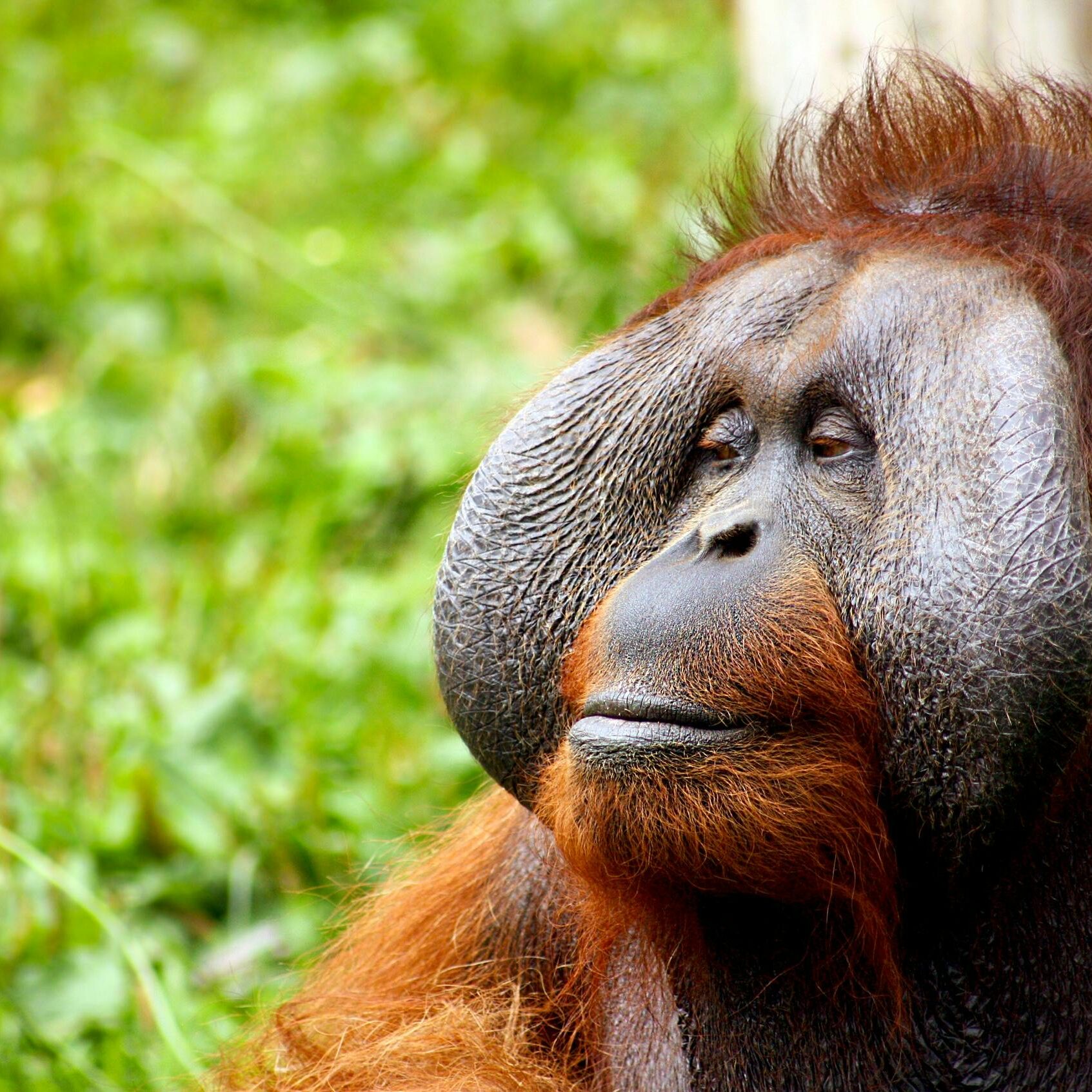 borean orangutan