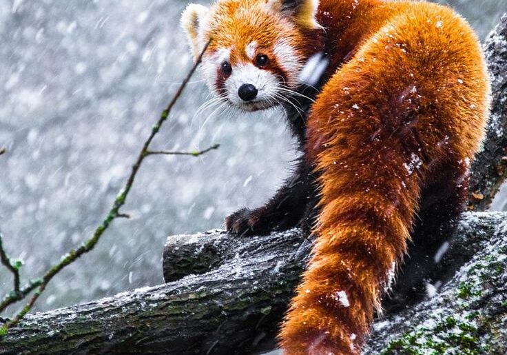 red panda
