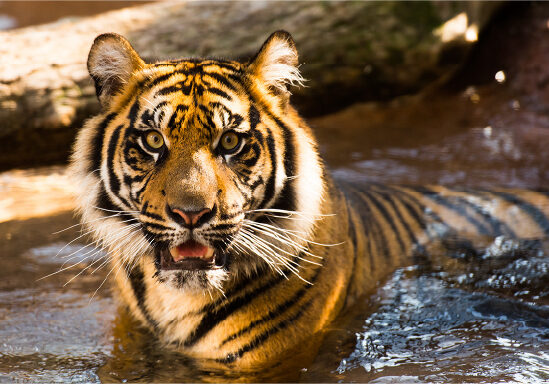 tiger in water