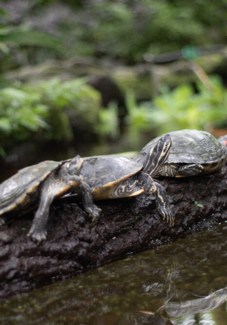 turtle habitat protection