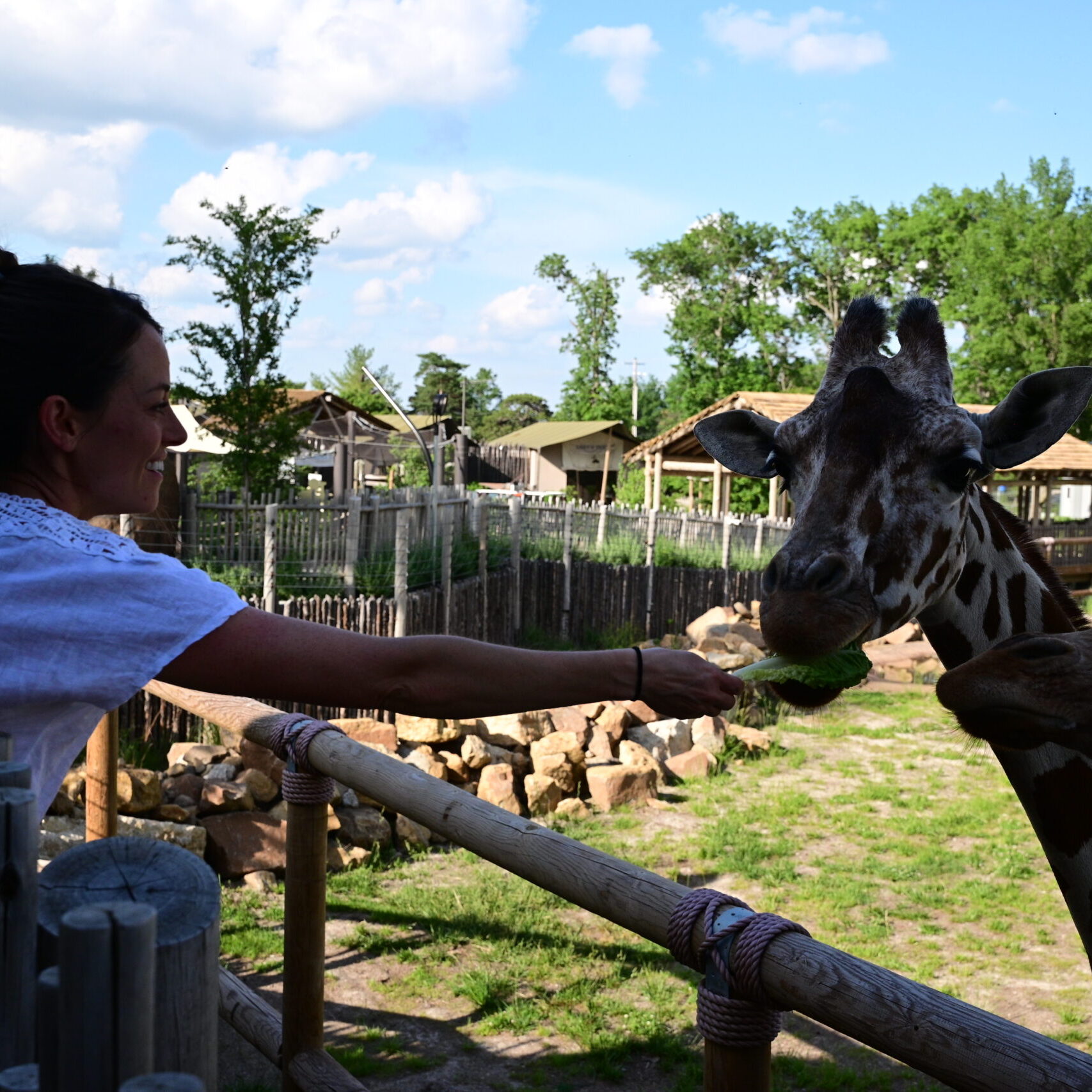 wild encounter giraffe feeding wild encounter giraffe feeding