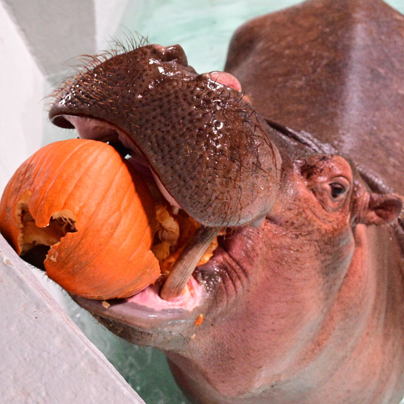 wild encounter hippo feeding wild encounter hippo feeding